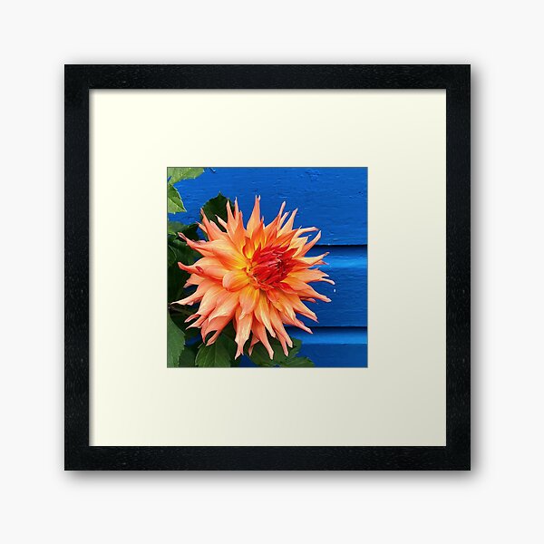 Item preview, Orange Dahlia on Blue  designed and sold by Rachel Imsland.