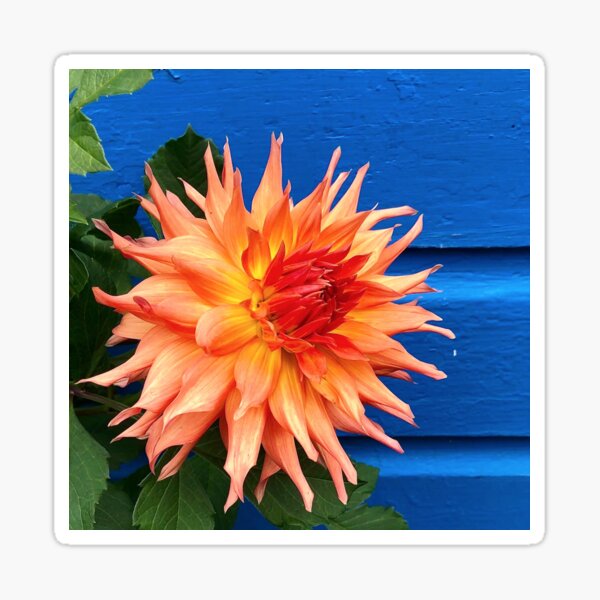 Orange Dahlia on Blue Sticker