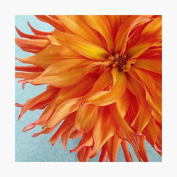 Orange Dahlia Photographic Print