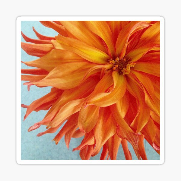 Orange Dahlia Sticker
