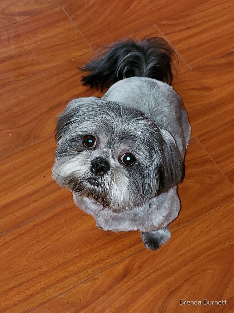 Shih tzu silver and fashion white