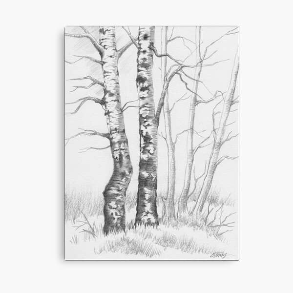 BIRCH TREE 01 Canvas Print