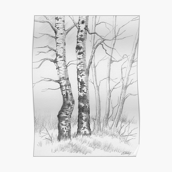 BIRCH TREE 01 Poster