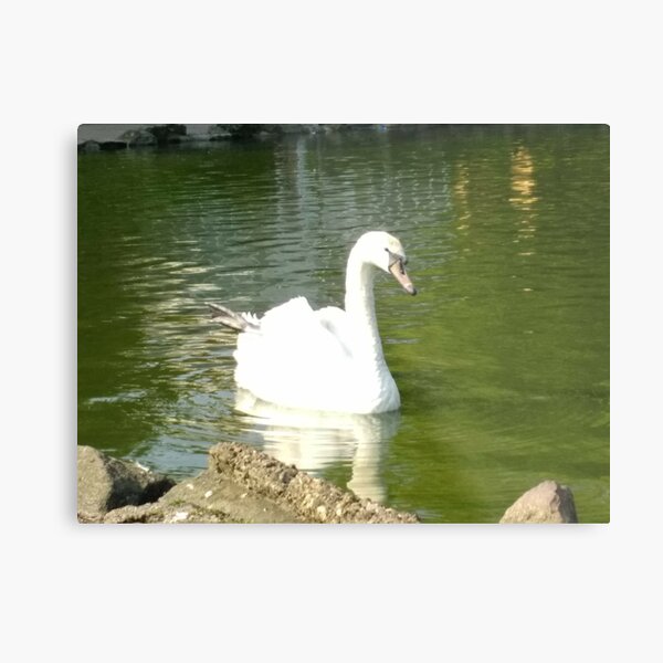 Merch #47 -- Swan - Shot 5 (Pearson Park) Metal Print