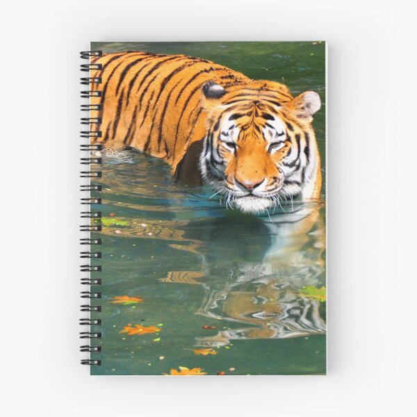 Item preview, Tiger (Panthera tigris) designed and sold by dbernadette930.