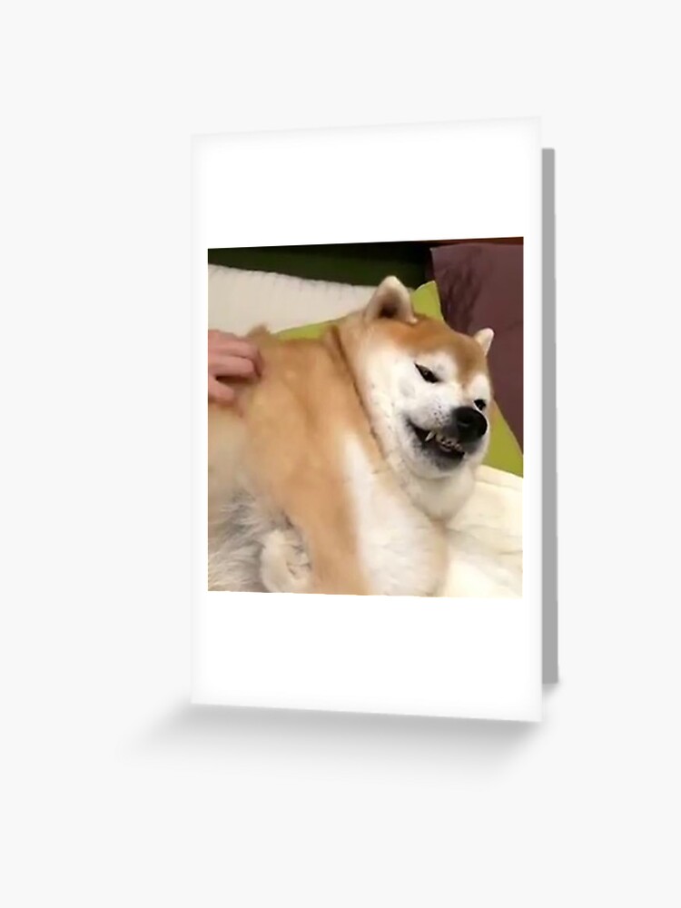 chonky shiba inu