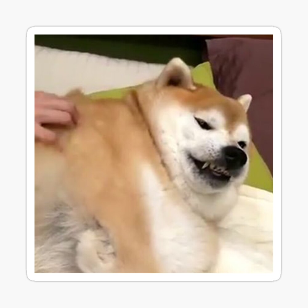 Fat shiba inu meme