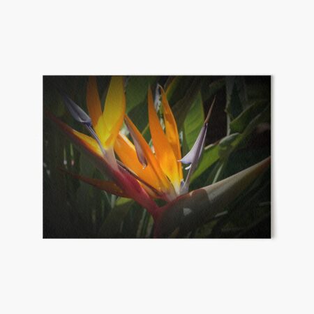 Paradiesvogelblume Galeriedruck