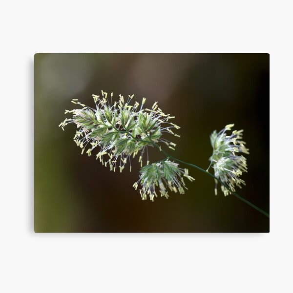 Item preview, ~ Nature's Fireworks ~ designed and sold by Leeo.