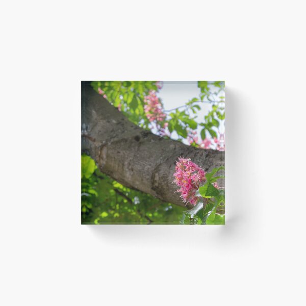 Item preview, Solitary ruby-red blossom of the Red Horse Chestnut Tree designed and sold by Rod Raglin.