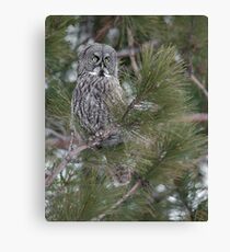 Great Gray Owl Canvas Print