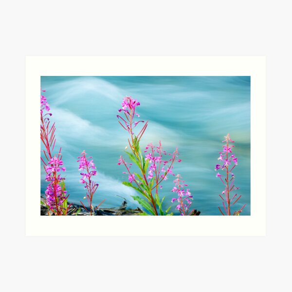 Fireweed and Stream Art Print