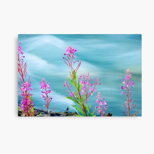 Fireweed and Stream Canvas Print