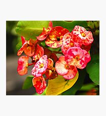 Freshness Photographic Print