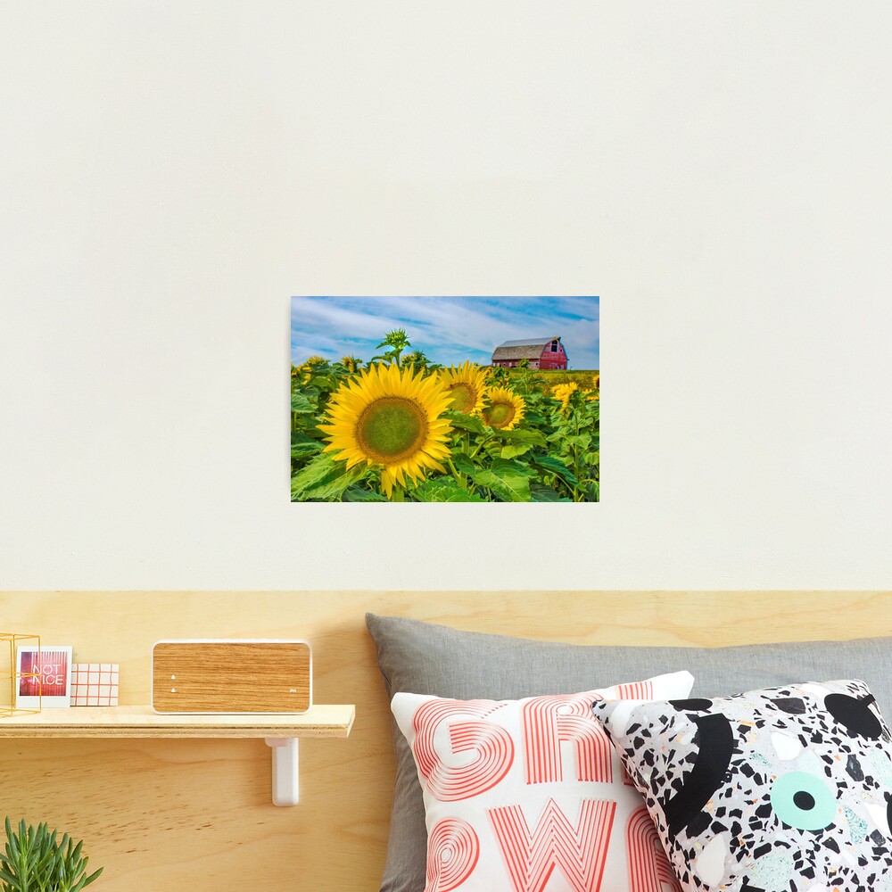 Sunflowers Everywhere Photographic Print