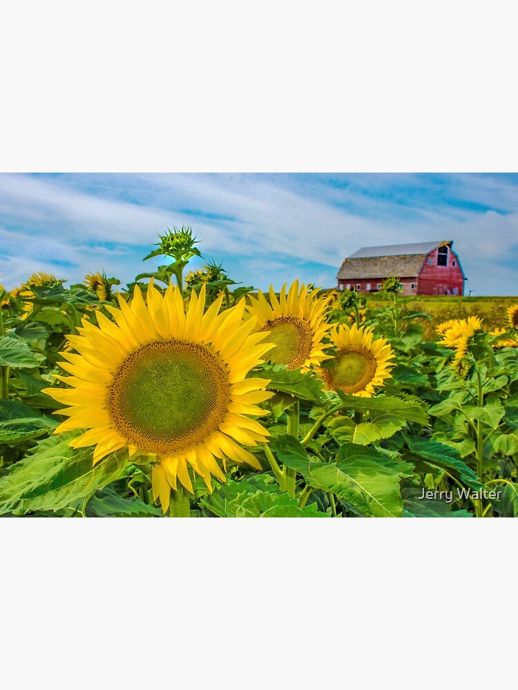 Sunflowers Everywhere by jwwalter