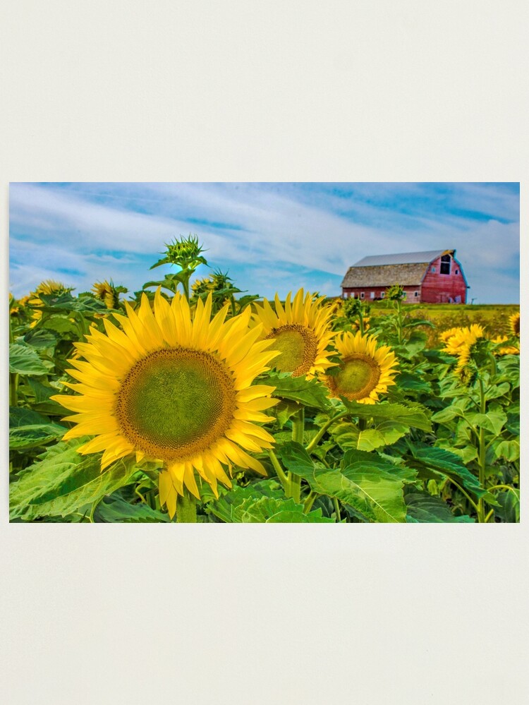 Alternate view of Sunflowers Everywhere Photographic Print