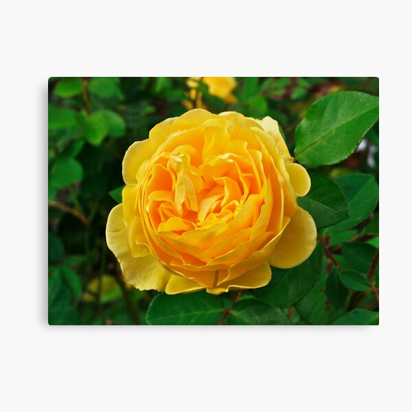 Graham Thomas, David Austin English Rose. Canvas Print