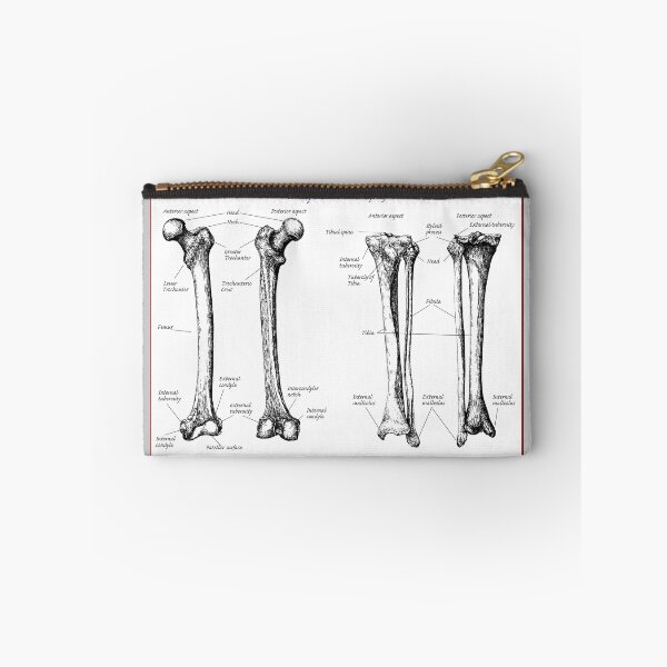 Item preview, The bones of the human lower limbs. designed and sold by Squirrox.