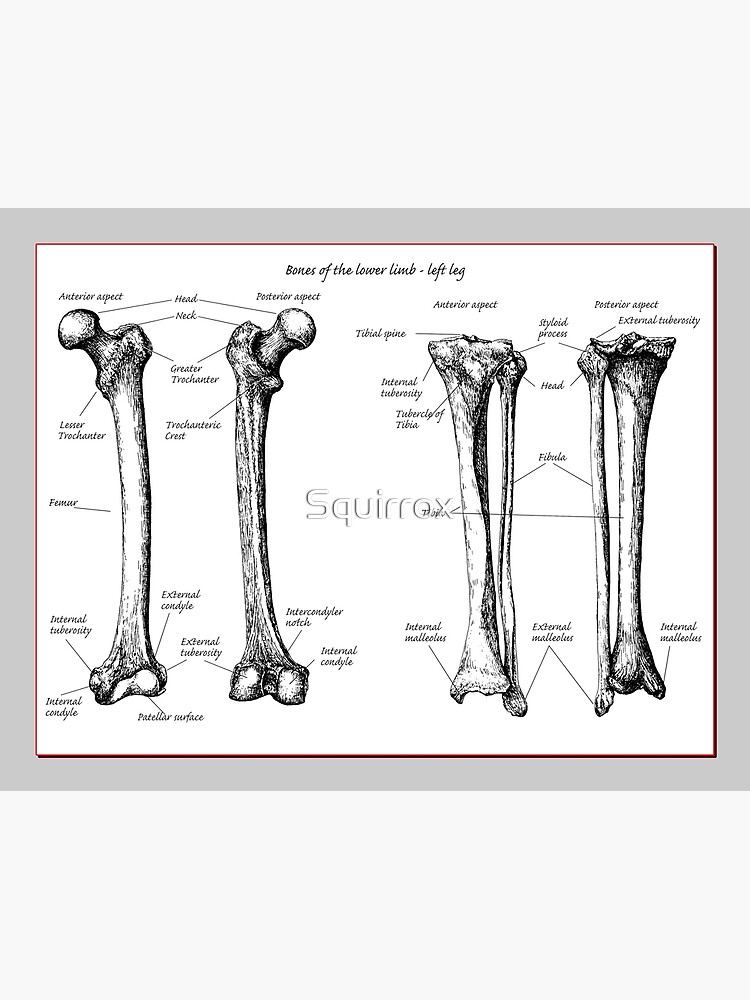 Anatomie der Knochen der unteren Extremitäten