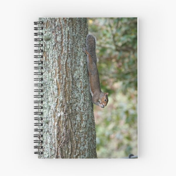 Item preview, Squirrel eats nut designed and sold by frogs123.