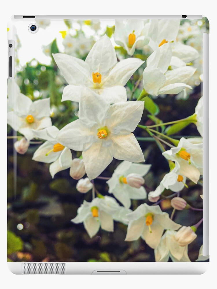 Coque et skin adhésive iPad « Fleurs en forme d'étoile blanche », par  lolarose65 | Redbubble