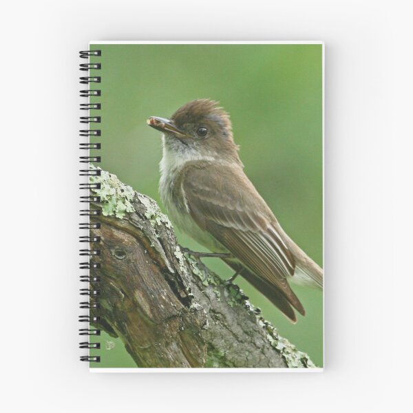 Item preview, Eastern Phoebe designed and sold by Enola Gay Wagner.