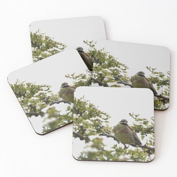 Item preview, Cirl bunting designed and sold by frogs123.