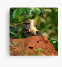 Baby Baboon Leinwanddruck