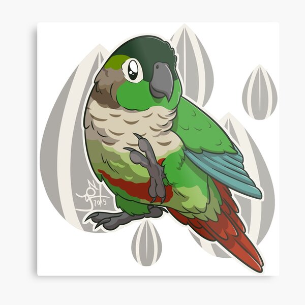 Conure Molinae Impression métallique