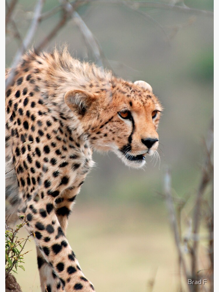 Male Cheetah by bfra