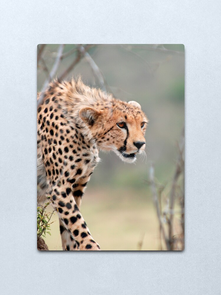 Alternate view of Male Cheetah Metal Print