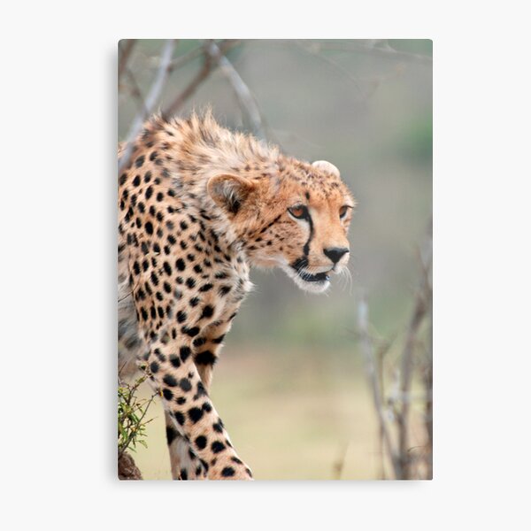 Male Cheetah Metal Print