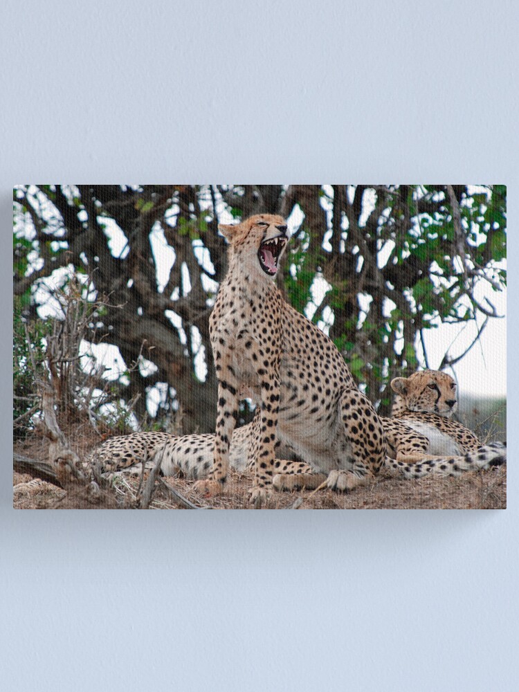 Alternate view of Yawn Canvas Print
