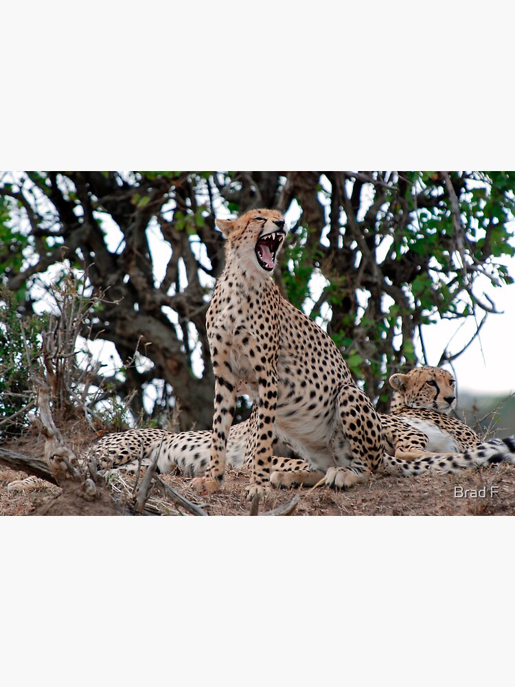 Yawn by bfra