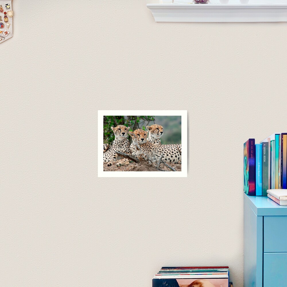 A Coalition of Cheetahs - Masai Mara Art Print