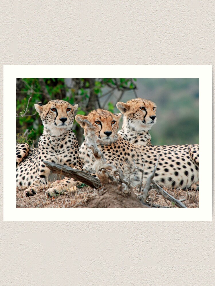 Alternate view of A Coalition of Cheetahs - Masai Mara Art Print