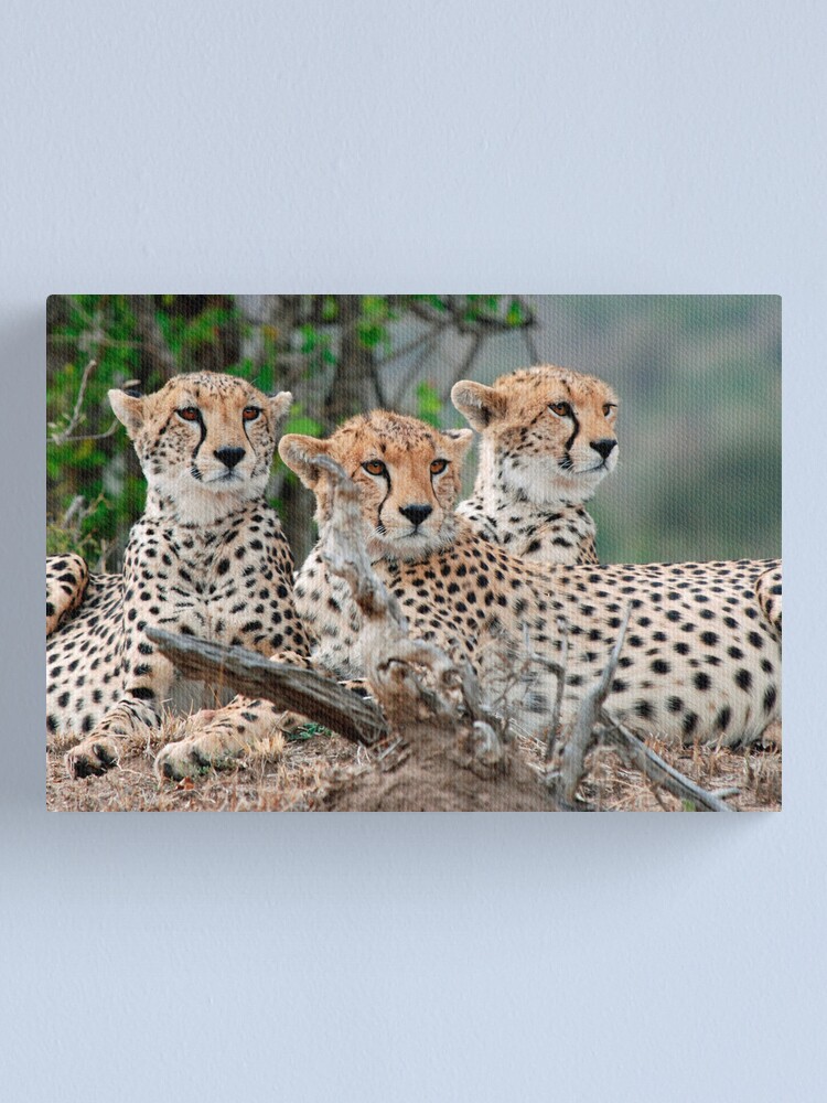 Alternate view of A Coalition of Cheetahs - Masai Mara Canvas Print
