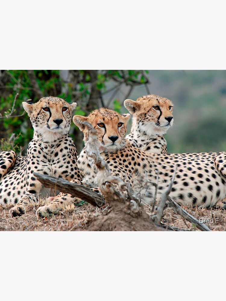 A Coalition of Cheetahs - Masai Mara by bfra