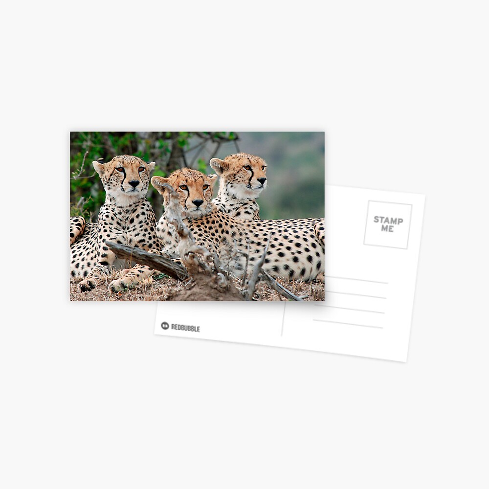 A Coalition of Cheetahs - Masai Mara Postcard