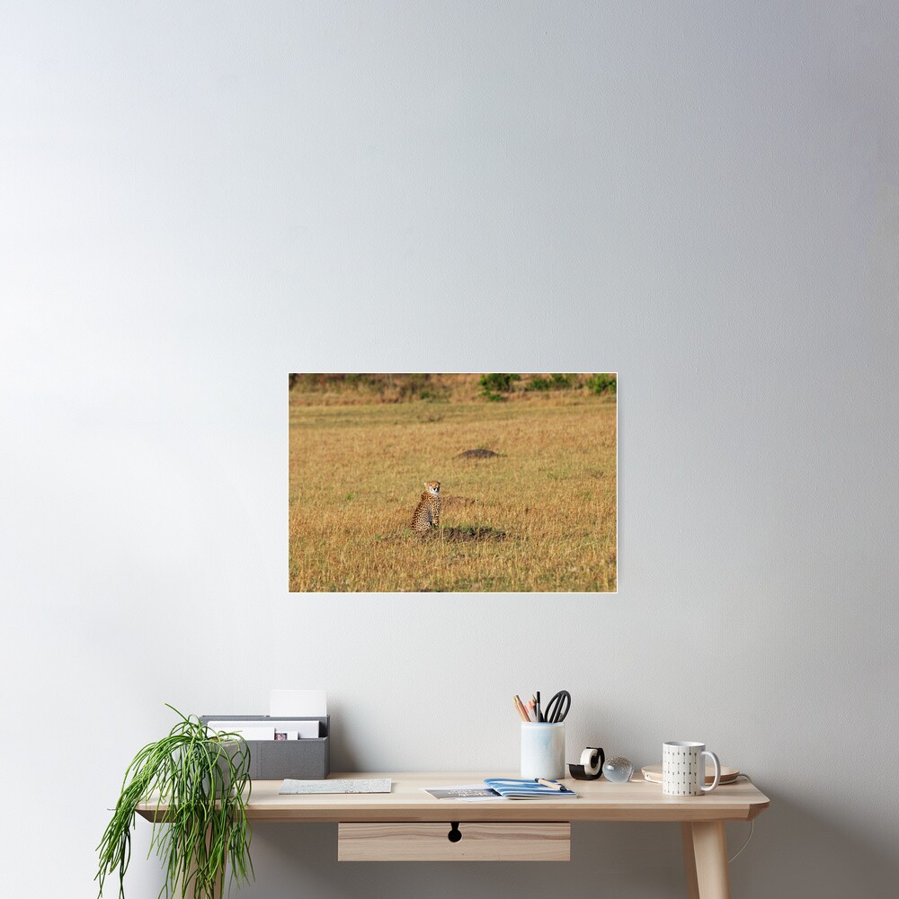 Sunset Cheetah Poster