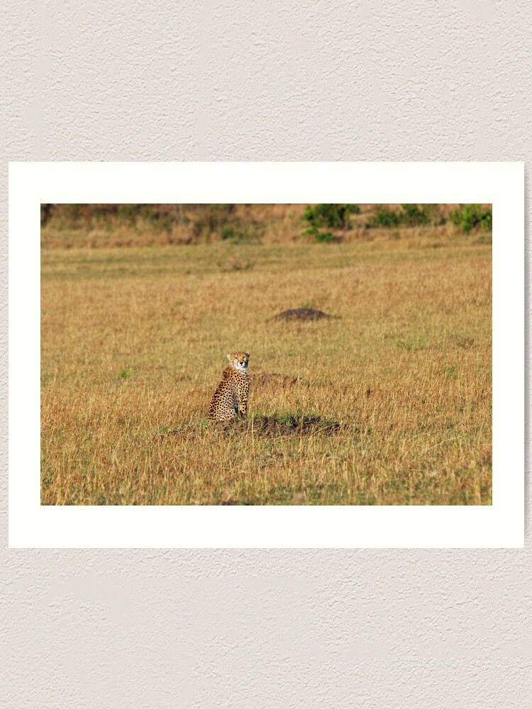 Alternate view of Sunset Cheetah Art Print