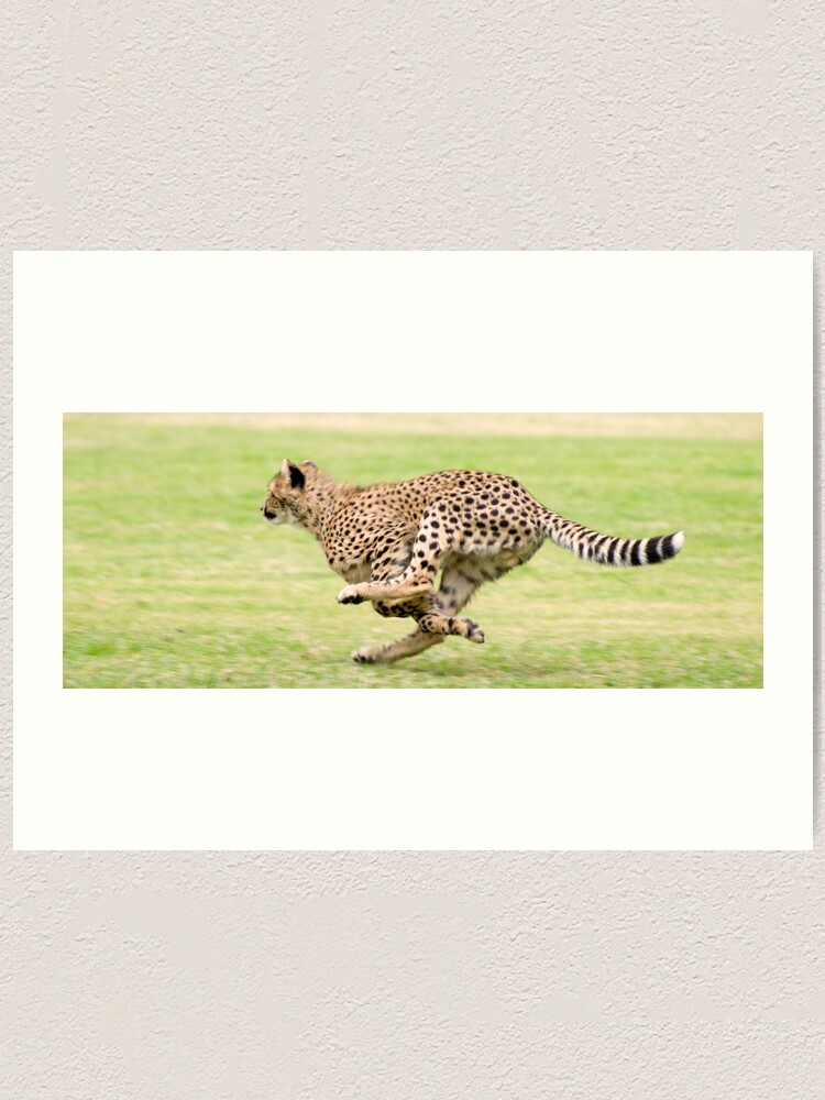 Alternate view of Cheetah Sprint Art Print