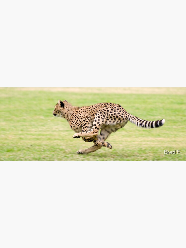 Cheetah Sprint by bfra