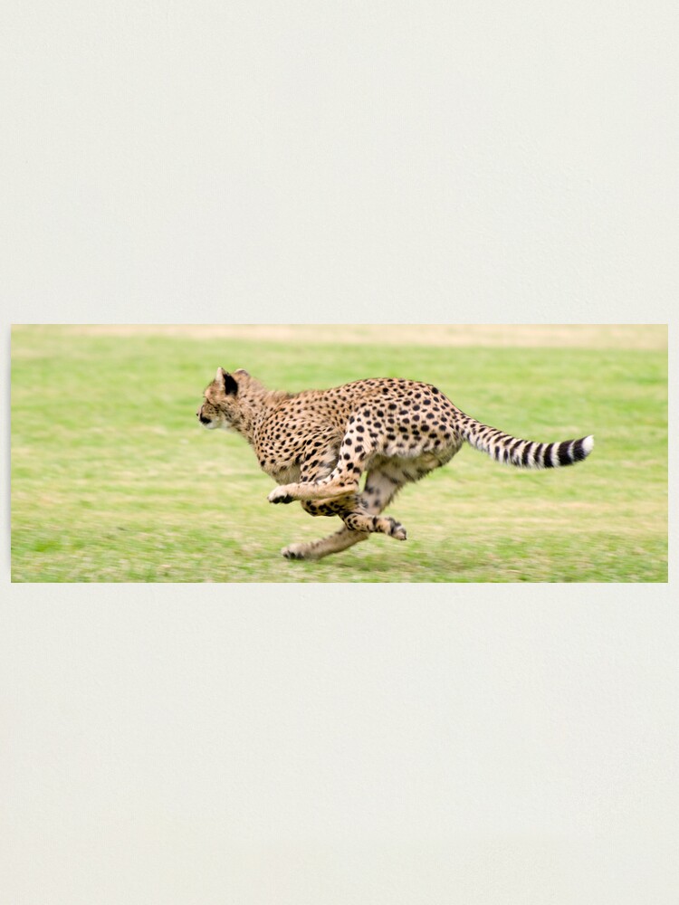 Alternate view of Cheetah Sprint Photographic Print