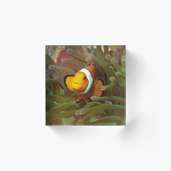 Anemonenfisch | Hier wohne ICH! | Acrylblock
