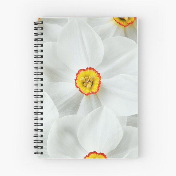 Item preview, Narcissus  'Actaea'  AGM  Division 9 Poeticus  Daffodil  designed and sold by Chris Burrows.