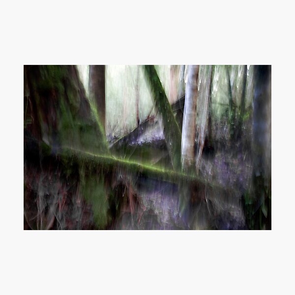Forest #3 - Tahune Forest Reserve, Tasmania Photographic Print