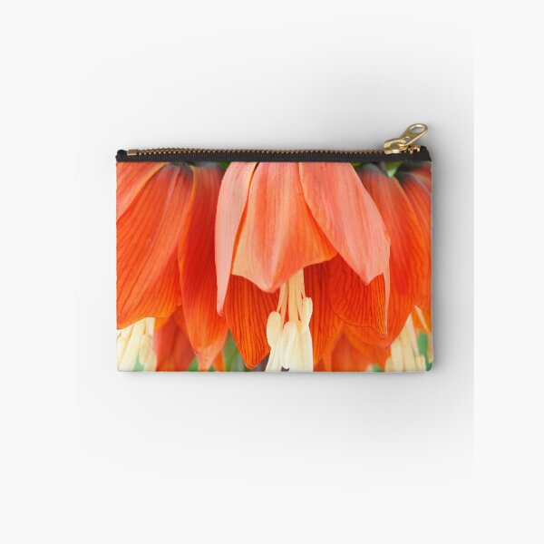 Item preview, Fritillaria imperialis  'Rubra'  Crown imperial  Fritillary designed and sold by Chris Burrows.