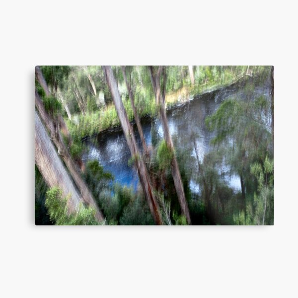 Forest #6 - Tahune Forest Reserve, Tasmania Metal Print